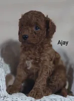 Ajay, a male Cavapoo for sale in Cadott, WI – 5 of 10