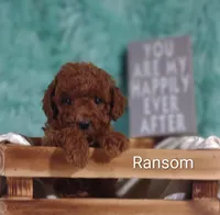 Ransom , a male Poodle - Miniature  for sale in Cadott, WI – Photo 4 of 10