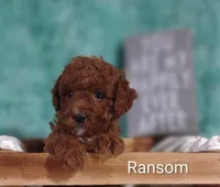 Ransom , a male Poodle - Miniature  for sale in Cadott, WI – Photo 7 of 10