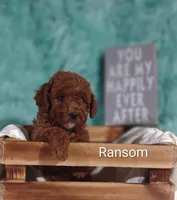 Ransom , a male Poodle - Miniature  for sale in Cadott, WI – Photo 5 of 10