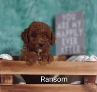 Ransom , a male Poodle - Miniature  for sale in Cadott, WI – Photo 9 of 10