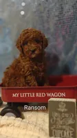 Ransom , a male Poodle - Miniature  for sale in Cadott, WI – Photo 2 of 10