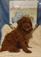 Ransom , a male Poodle - Miniature  for sale in Cadott, WI – Photo 1 of 10