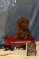 Ransom , a male Poodle - Miniature  for sale in Cadott, WI – Photo 3 of 10