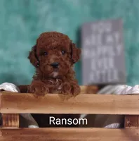 Ransom , a male Poodle - Miniature  for sale in Cadott, WI – Photo 8 of 10