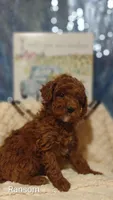 Ransom , a male Poodle - Miniature  for sale in Cadott, WI – Photo 10 of 10