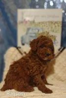 Ransom , a male Poodle - Miniature  for sale in Cadott, WI – Photo 6 of 10