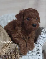 Anchor , a male Cavapoo for sale in Cadott, WI – 1 of 10