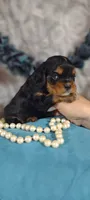 Caesar , a male Cavalier King Charles Spaniel for sale in Cadott, WI – 4 of 10