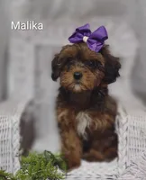 Myla, a female Shihpoo for sale in Cadott, WI – 10 of 10