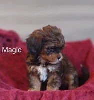 Magic , a male Shihpoo for sale in Cadott, WI – 5 of 10