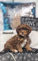 Maxwell , a male Shihpoo for sale in Cadott, WI – 4 of 9