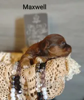 Maxwell , a male Shihpoo for sale in Cadott, WI – 5 of 5