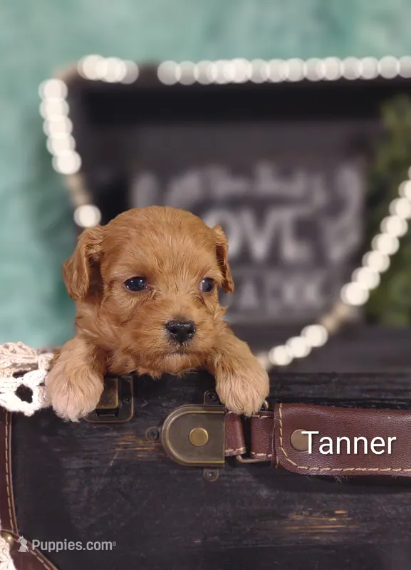 Tanner  – Cavapoo puppy for sale in Cadott, WI
