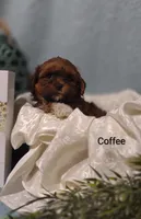 Coffee , a male Shih Tzu for sale in Cadott, WI – 3 of 10