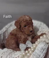 Faith , a female Shihpoo for sale in Cadott, WI – Photo 2 of 5