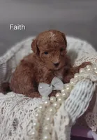 Faith , a female Shihpoo for sale in Cadott, WI – Photo 5 of 5