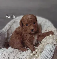Faith , a female Shihpoo for sale in Cadott, WI – Photo 4 of 5