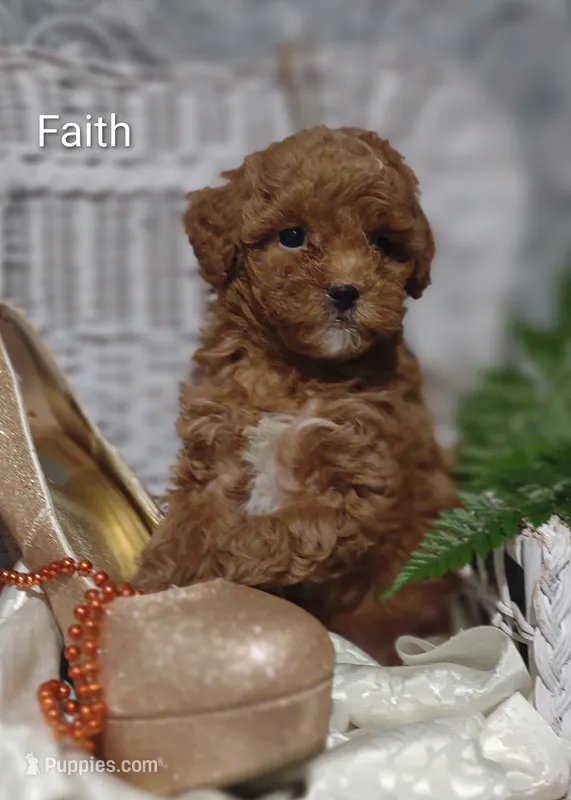 Faith  – Shihpoo puppy for sale in Cadott, WI