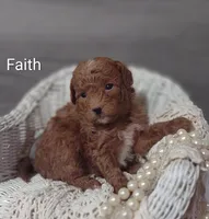 Faith , a female Shihpoo for sale in Cadott, WI – Photo 3 of 5