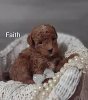 Faith , a female Shihpoo for sale in Cadott, WI – Photo 1 of 5