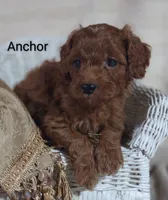 Anchor , a male Cavapoo for sale in Cadott, WI – 3 of 10