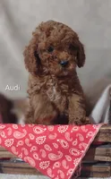 Audi , a male Cavapoo for sale in Cadott, WI – 3 of 10