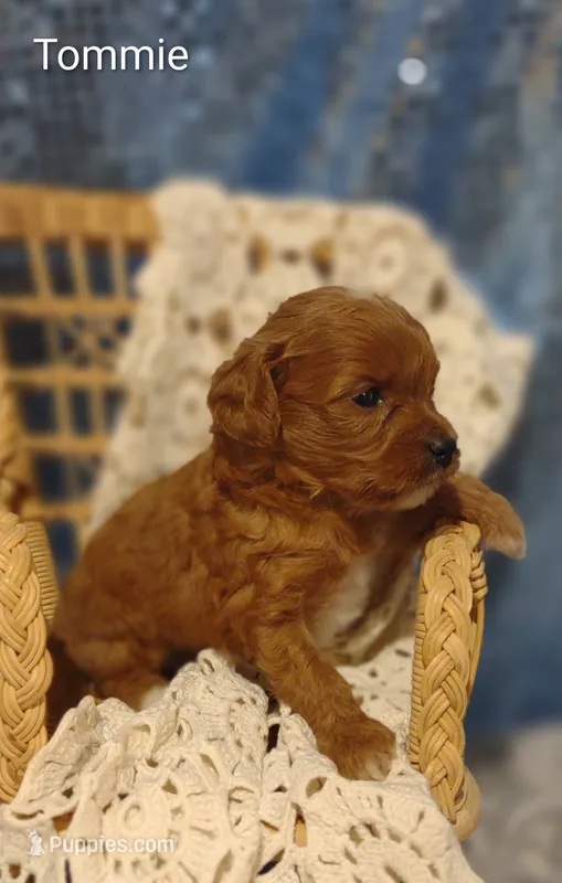 Tommie  – Cavapoo puppy for sale in Cadott, WI