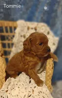 Tommie , a male Cavapoo for sale in Cadott, WI – 1 of 10