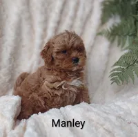 Manley , a male Shihpoo for sale in Cadott, WI – 5 of 10