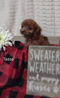 Tessa, a female Cavapoo for sale in Cadott, WI – 2 of 10