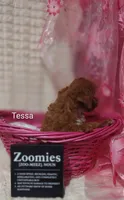 Tessa, a female Cavapoo for sale in Cadott, WI – 10 of 10