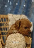 Tanner , a male Cavapoo for sale in Cadott, WI – 9 of 10