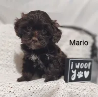 Mario , a male Shihpoo for sale in Cadott, WI – 7 of 10