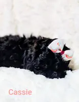 Cassie , a female Shih Tzu for sale in Cadott, WI – 7 of 10