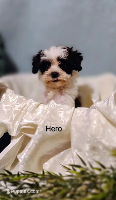 Hero – Shih Tzu puppy for sale in Cadott, WI