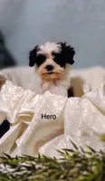 Hero, a male Cavapoo and Shih Tzu for sale in Cadott, WI – 2 of 10