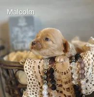 Malcolm , a male Shihpoo for sale in Cadott, WI – 3 of 5