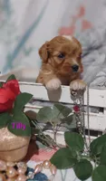Tilly , a female Cavapoo for sale in Cadott, WI – 4 of 10