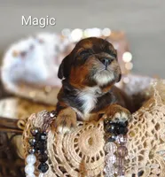 Magic , a male Shihpoo for sale in Cadott, WI – 2 of 9