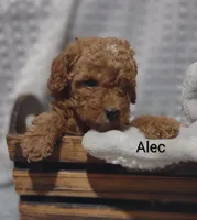 Alec, a male Cavapoo for sale in Cadott, WI – 5 of 10