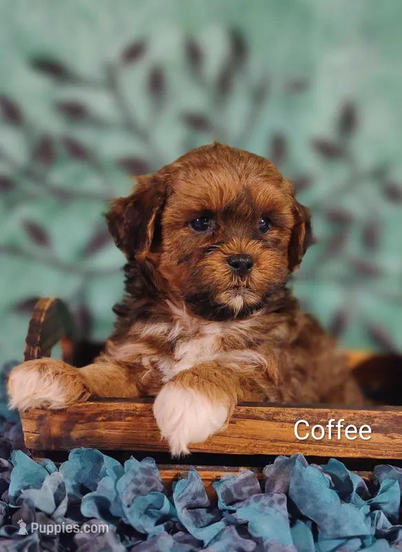 Coffee  – Shih Tzu puppy for sale in Cadott, WI