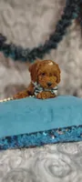 Aslan , a male Cavapoo for sale in Cadott, WI – 7 of 10