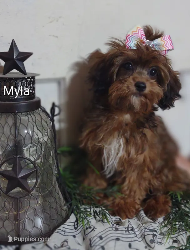 Myla – Shihpoo puppy for sale in Cadott, WI