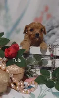 Tula, a female Cavapoo for sale in Cadott, WI – 2 of 10