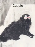 Cassie , a female Shih Tzu for sale in Cadott, WI – 4 of 10