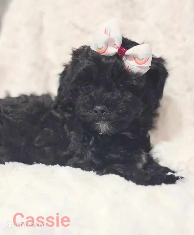 Cassie  – Shih Tzu puppy for sale in Cadott, WI