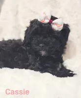 Cassie , a female Shih Tzu for sale in Cadott, WI – 6 of 10