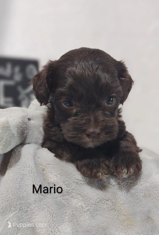 Mario  – Shihpoo puppy for sale in Cadott, WI