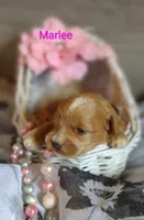 Marlee , a female Shihpoo for sale in Cadott, WI – 10 of 10